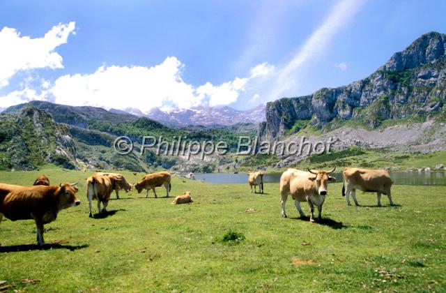 espagne asturies 11.jpg - Lac de la Ercina, Sierra de CovalierdaAsturies, Espagne
